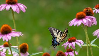 The Benefits of Native Plants in Ecological Garden Cultivation