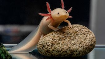 Girl Spots Endangered Axolotl Under a Bridge in Wales and Family Mounts Extraordinary Rescue