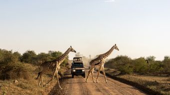 Travel with Purpose: Can Your Next Holiday Help Protect Wildlife?
