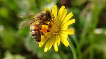 On World Bee Day, Automobili Lamborghini confirms its commitment to sustainability