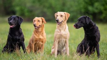 Test Android dark mode