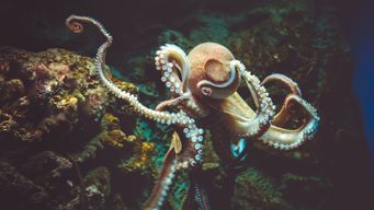 Post showing image at the bottom