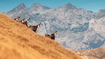 Latest Endangered Species Act Regulations Change Course, Yet Again