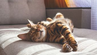 The Intersection of AI and Intellectual Property: Navigating New Challenges