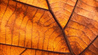 Court of Appeal refuses interim injunction to suspend business "transformation plan"