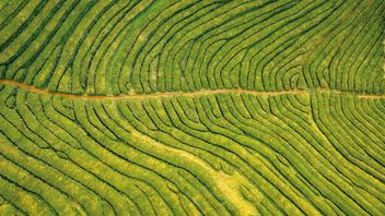 Merger control: The EU’s dark horse to support green investment?