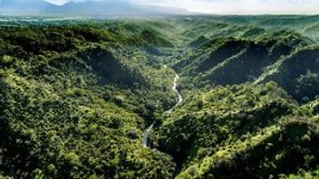 Cutting back on cutting down: UK consults on deforestation proposals