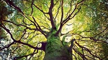 State aid remains frontrunner for EU Green Deal - new State aid guidelines on Climate, Energy and Environment (CEEAG)