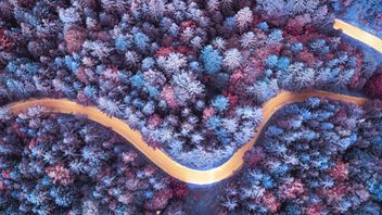 EC seeks advice from ESMA, EIOPA and EBA on disclosures from financial and non-financial undertakings under Article 8 of Taxonomy Regulation|Blogs