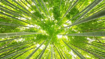 Putting the “eco” into economics: small steps in the right direction for green collaboration between business? | LinkingCompetition | Blog