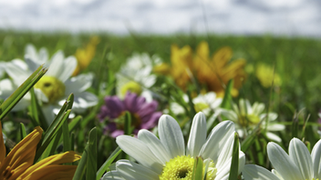 Is the grass greener on the ESG-focused side? SEC increases focus on climate-related issues | BusinessCrimeLinks | Linklaters