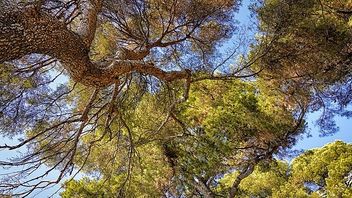 A green bill of health? The CMA advises UK government on how competition and consumer law support sustainability goals