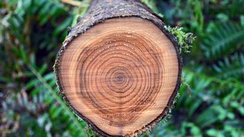 UK: Advertising regulator finds that bank’s adverts containing climate claims are misleading in precedent-setting case