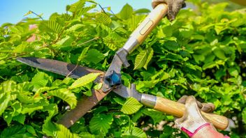 Germany: Skimming of surplus revenues in the electricity sector