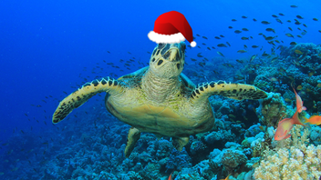 Twelve Days of Consumer Duty #5: vulnerability outside mass market business