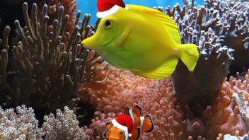 Twelve Days of Consumer Duty #6: “foreseeable harm” in payments