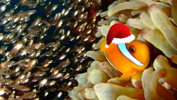 Twelve Days of Consumer Duty #9: the Board Champion’s role