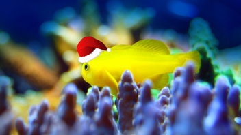 Twelve Days of Consumer Duty #10: more than just TCF