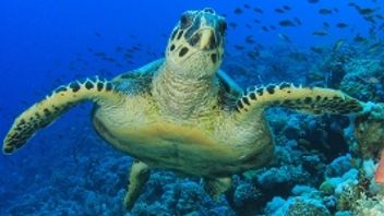 Consumer Duty scoping and implementation: use our insights to put your best foot forward