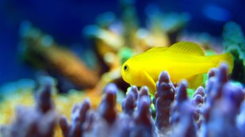 The Consumer Duty and transitioning to BAU