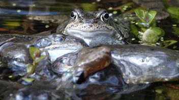 FCA frogmarching firms on Consumer Duty implementation