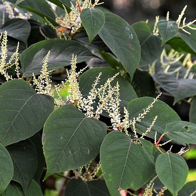 A rise in Japanese knotweed claims