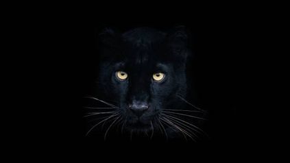 Panther Pounces on Late Notice: Dubai court disagrees with Obrascon on time-bar under Sub-Clause 20.1 of FIDIC 1999
