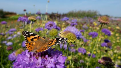 Biodiversity Net Gain - what to expect?