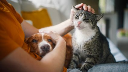 Is the government's overhaul of its model tenancy contracts barking mad or Ace (Ventura)?