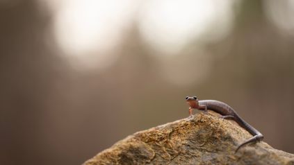Bob The Freelance Newt