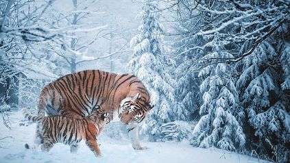 The Tiger who came to Family Court