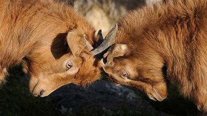 Keeping it above board... a guide to handling disputes with directors