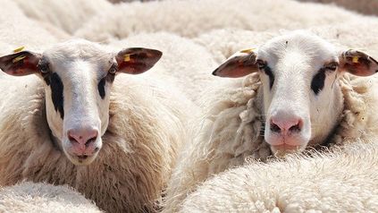 The sixth sick sheikh's sixth sheep's sick...