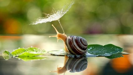 The thriftiest snail ever