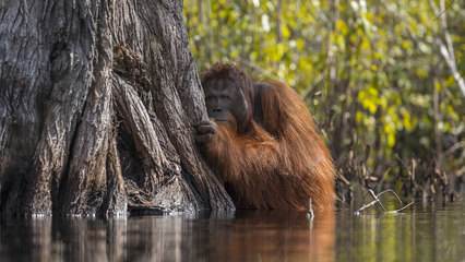 Moving works from Nat Geo Nature Photographer of the Year Contest 2017