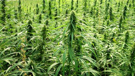 New York Hemp Bill Delivered to Governor Cuomo for Signature