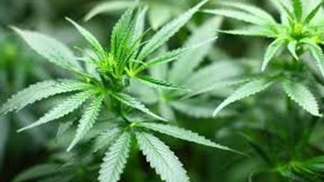 RECREATIONAL MARIJUANA USER--THE NEW PROTECTED CLASS OF EMPLOYEES