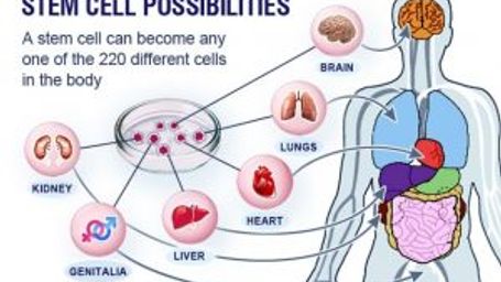 New FDA Chief to Crack Down on Stem Cell Clinics