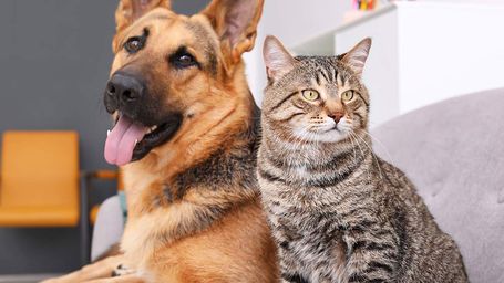 Animal Care Deemed “Essential” During COVID-19 Crisis