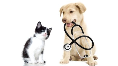 Pets CAN get sick from COVID-19 but Do Not Spread COVID-19 to Humans