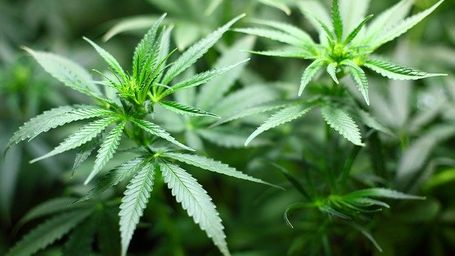 Times They Are a Changing: New York Expands Marijuana Laws