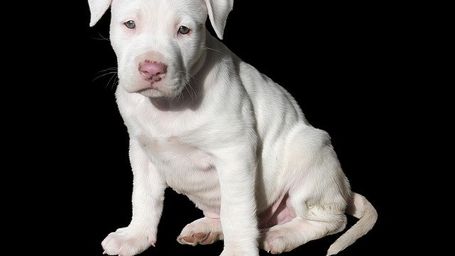 No Snakes on a Plane (or Dogs or Cats)? – Breaking Down United Airlines New Pet Policy