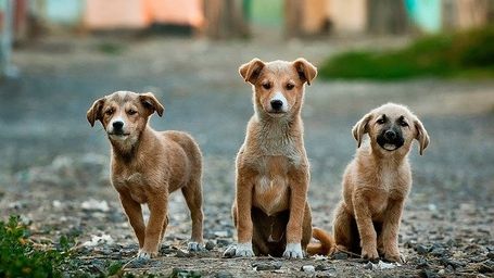 Bill to make animal cruelty a federal felony signed by President Trump