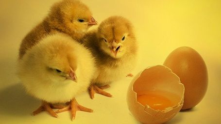 The "Chicken and Egg Problem"
