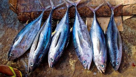 There's Something Fishy in the Tuna Business