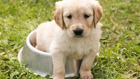 Don't forget your pet