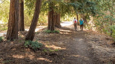 MENTAL HEALTH AND THE GREEN ENVIRONMENT