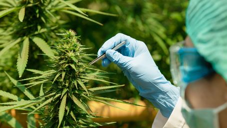Hemp Producers Dealt Major Blow in New Federal Spending Bill