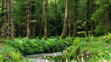 NYS DEC Finalizes Changes to 480-a Forest Tax Law Regulations Effective in 2026