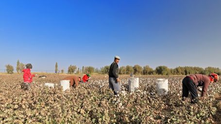 Imports of products (cotton) from countries with forced labour allowed in the UK?